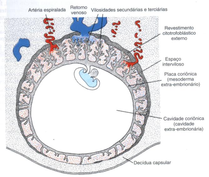 PLACENTA E MEMBRANAS FETAIS Composição parte materna parte fetal DECÍDUA BASAL +