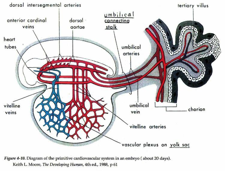 Cordão umbilical