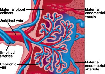Circulação Placentária No interior da placenta sangue