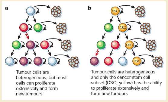Células estaminais do cancro Células estaminais do cancro As células estaminais/progenitoras dos tecidos normais possuem 2 características básicas: Capacidade de auto-renovação