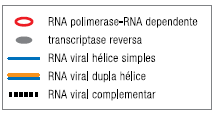 Esse tipo de vírus se caracteriza, dentre outros aspectos, por: - ser formado por RNA de fita simples (-), incapaz de atuar como RNA mensageiro ou de sintetizar DNA nas células parasitadas; - os RNA