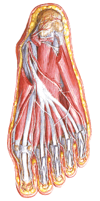 Músculos Extrínsicos do Pé
