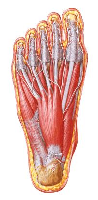 Músculos Intrínsicos do Pé Região Plantar Primeira camada Flexor longo do hálux Dedos em garra Abdutor do dedo mínimo I.P.-tuberosidade do calcâneo (lat) I.D.-falânges prox.