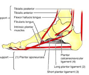 Os Arcos do Pé Arco Longitudinal Medial TP FL TP TA FLH Músc.