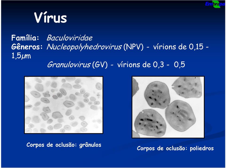 0,15-1,5µm Granulovirus (GV) - vírions de