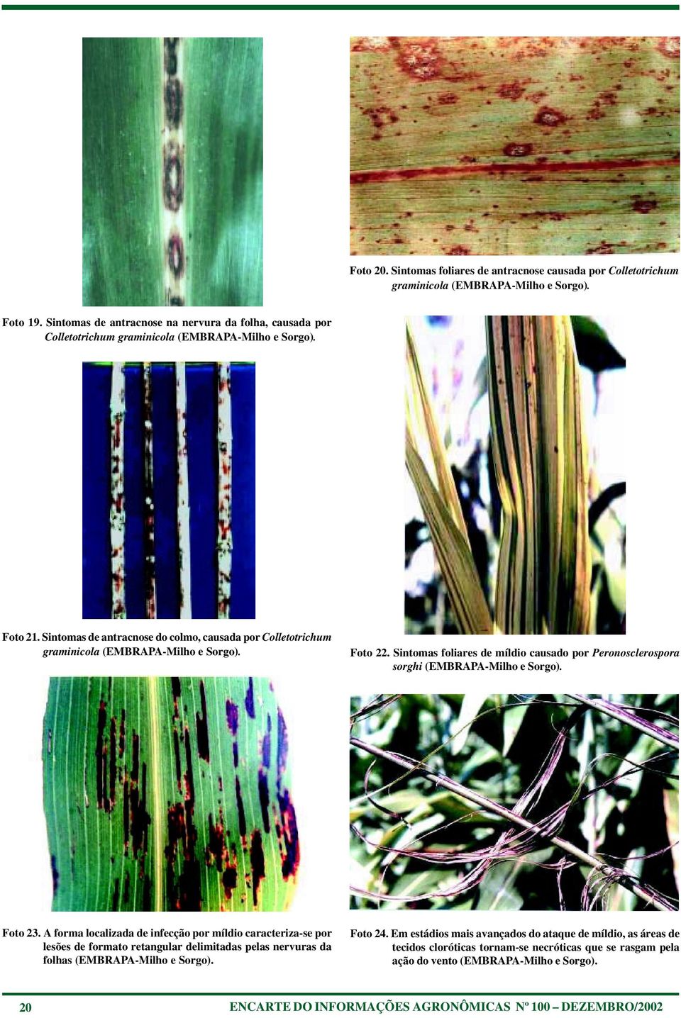 Sintomas de antracnose do colmo, causada por Colletotrichum graminicola (EMBRAPA-Milho e Sorgo). Foto 22. Sintomas foliares de míldio causado por Peronosclerospora sorghi (EMBRAPA-Milho e Sorgo).