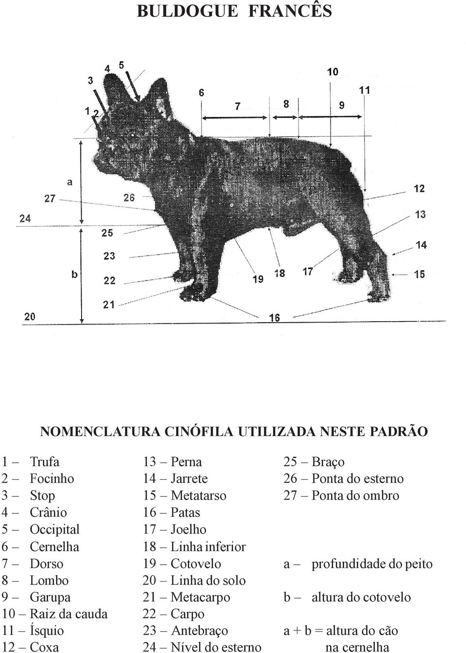 inferior 7 Dorso 19 Cotovelo a profundidade do peito 8 Lombo 20 Linha do solo 9 Garupa 21 Metacarpo b altura do