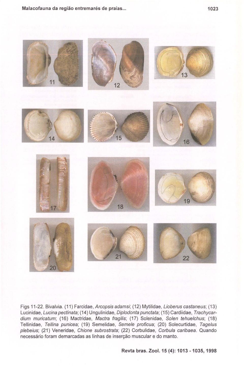 Cardiidae, Trachycardium muricatum; (16) Mactridae, Mactra fragilis; (17) Solenidae, Solen tehuelchus; (18) Tel/inidae, Tellina punicea; (19) Seme/idae,