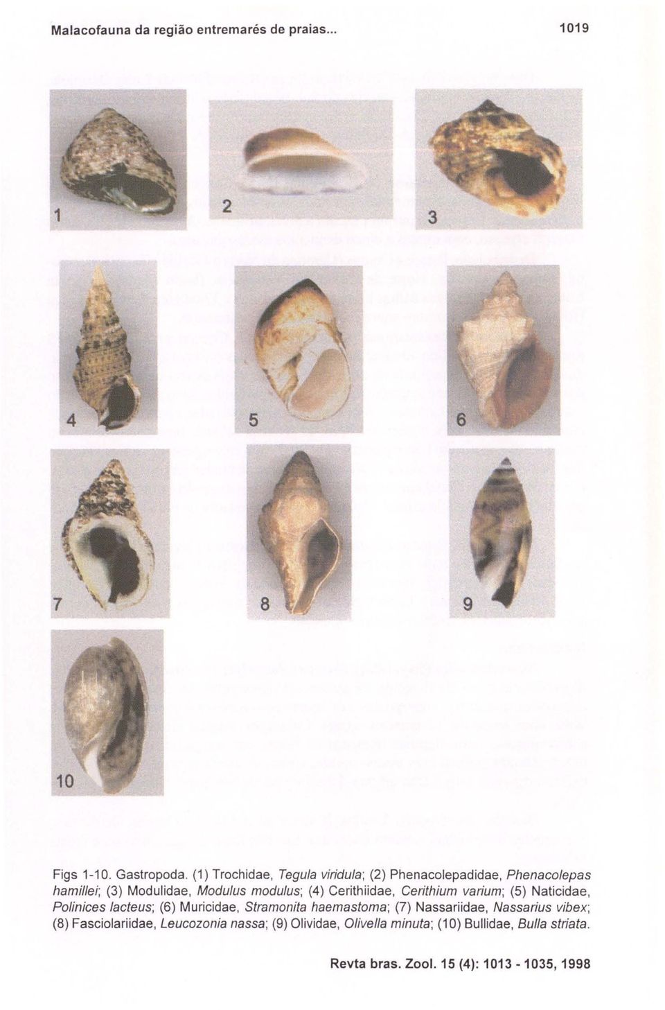 Cerithiidae, Cerithium varium; (5) Naticidae, Polinices lacteus; (6) Muricidae, Stramonita haemastoma; (7)