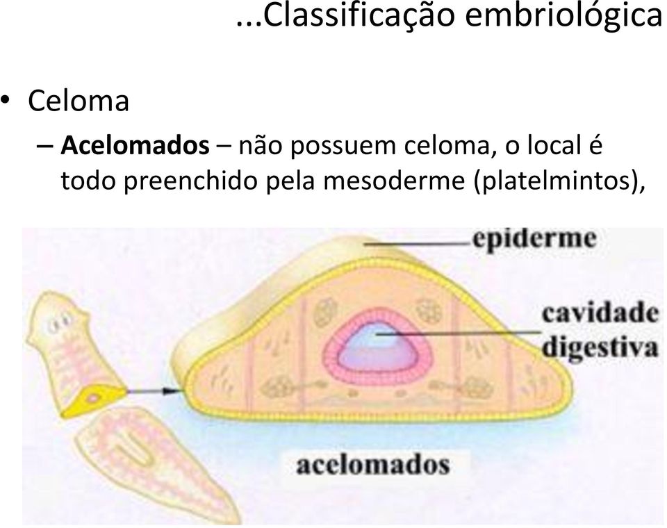 celoma, o local é todo