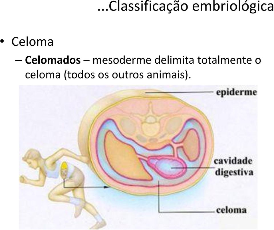 Celomados mesoderme