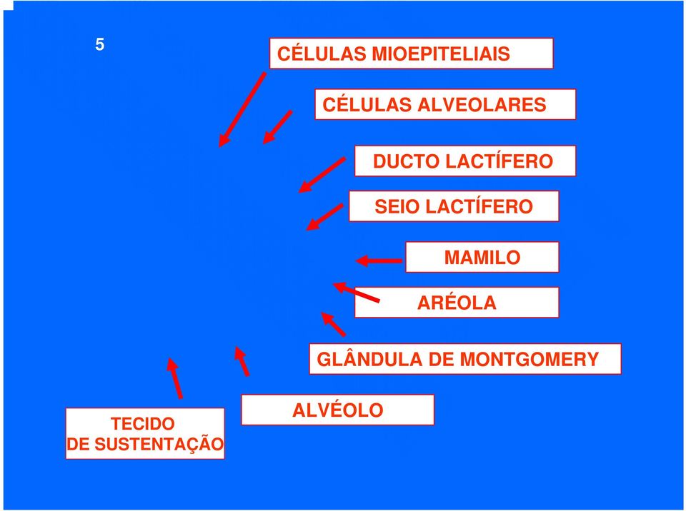 LACTÍFERO MAMILO ARÉOLA GLÂNDULA