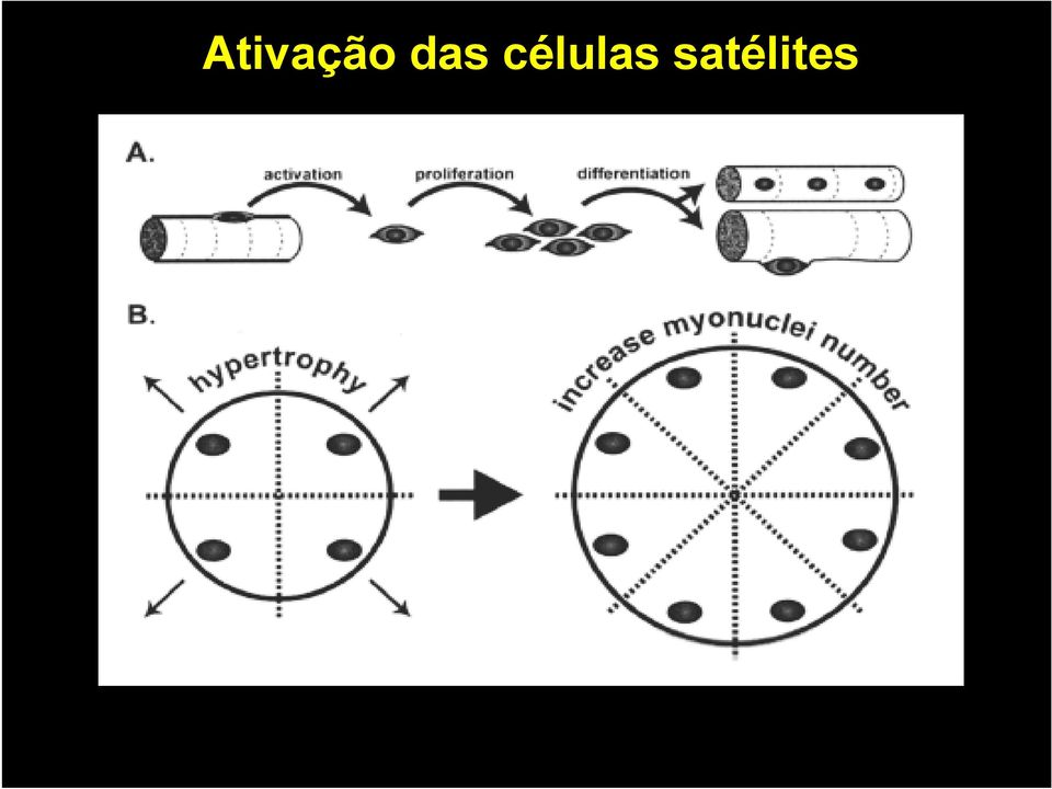 células