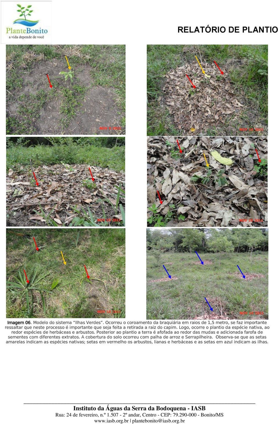 capim. Logo, ocorre o plantio da espécie nativa, ao redor espécies de herbáceas e arbustos.