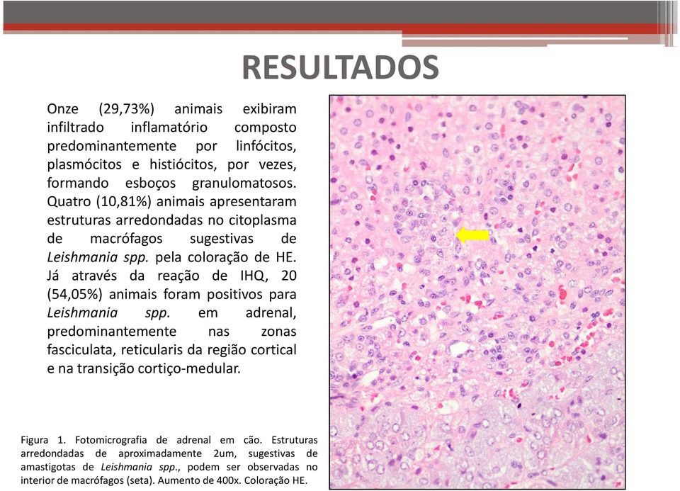 Já através da reação de IHQ, 20 (54,05%) animais foram positivos para Leishmania spp.