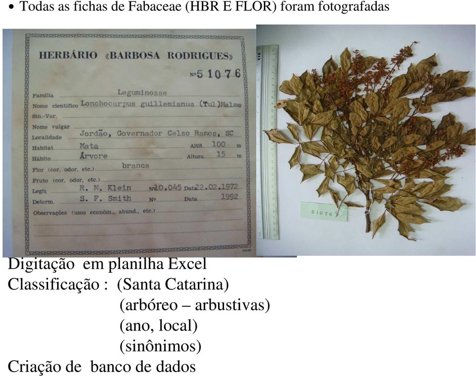 Classificação : (Santa Catarina) (arbóreo