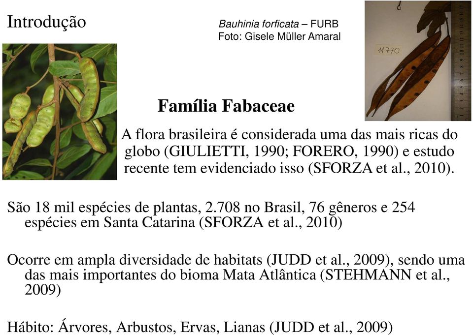 708 no Brasil, 76 gêneros e 254 espécies em Santa Catarina (SFORZA et al., 2010) Ocorre em ampla diversidade de habitats (JUDD et al.