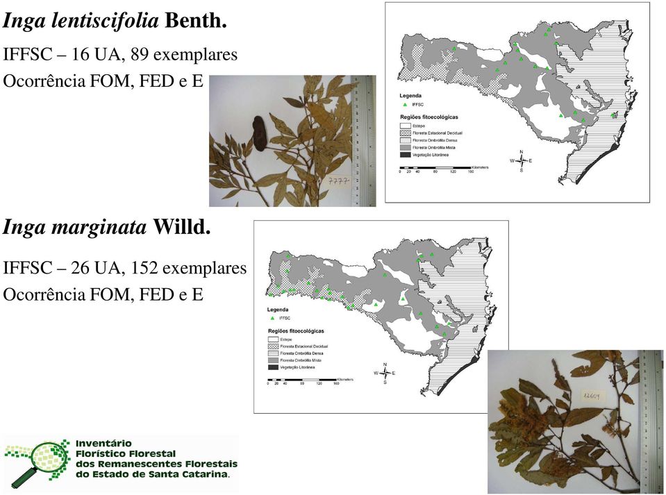 FOM, FED e E Inga marginata Willd.