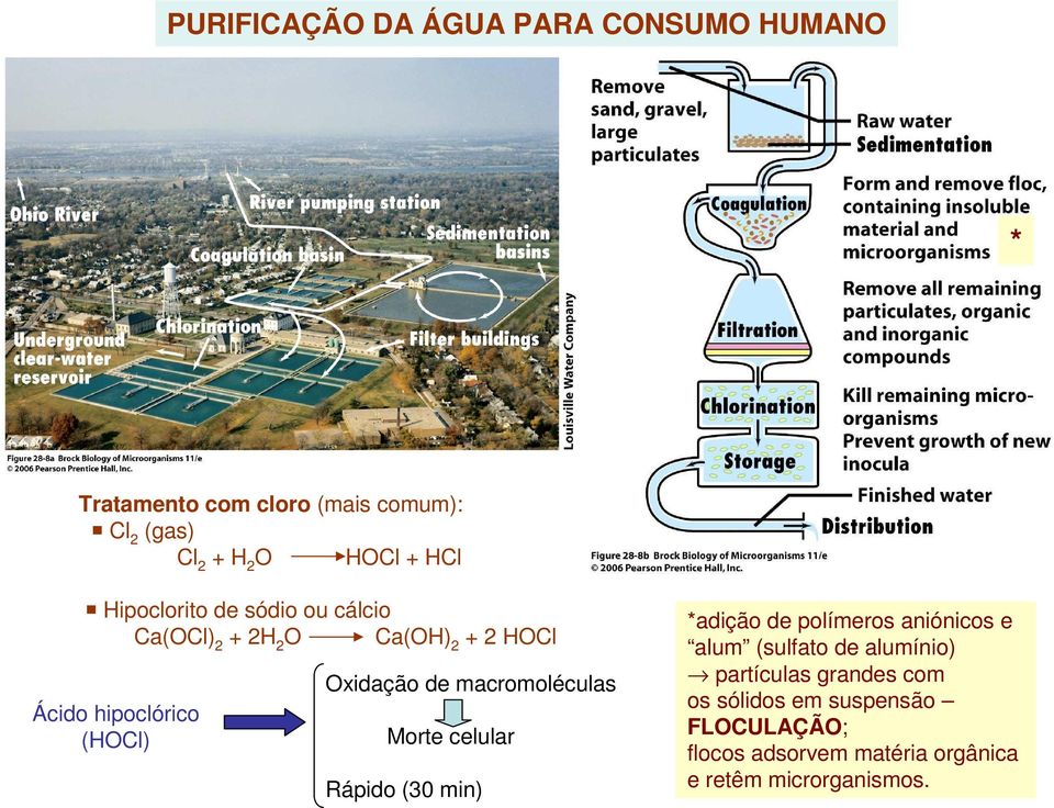 macromoléculas Morte celular Rápido (30 min) *adição de polímeros aniónicos e alum (sulfato de alumínio)