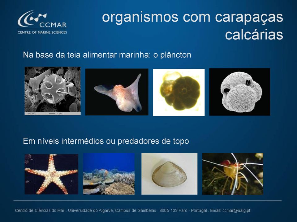 marinha: o plâncton calcárias