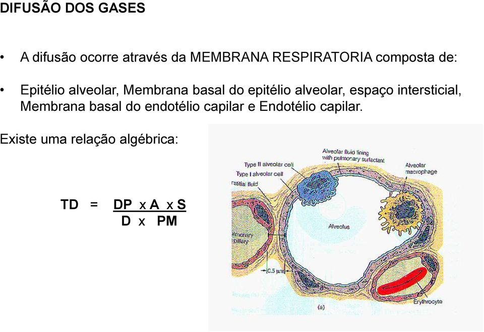 epitélio alveolar, espaço intersticial, Membrana basal do