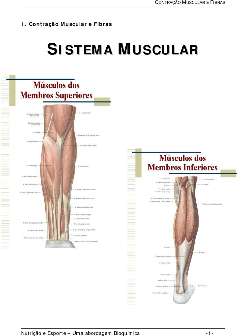 SISTEMA MUSCULAR Nutrição e