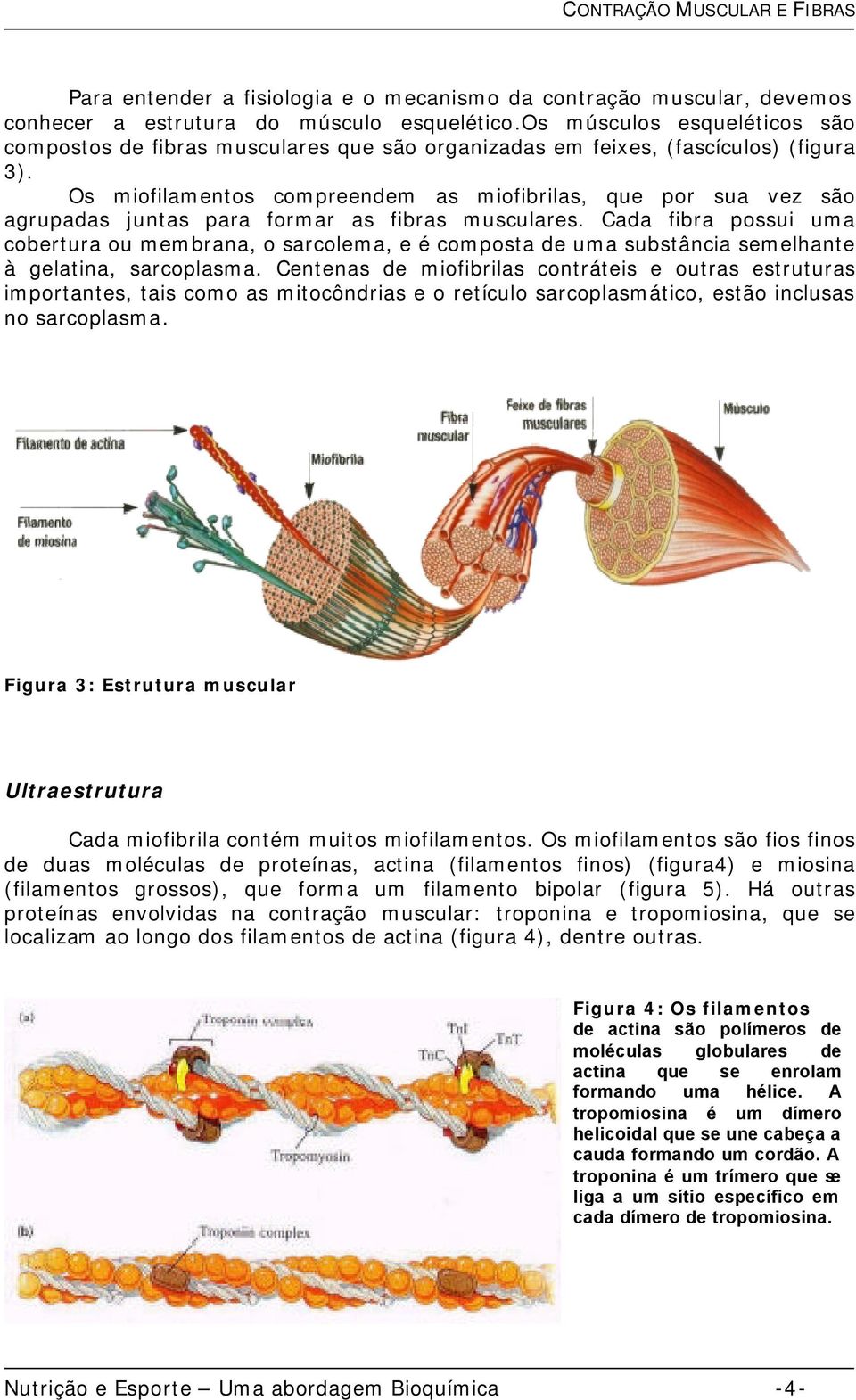 Os miofilamentos compreendem as miofibrilas, que por sua vez são agrupadas juntas para formar as fibras musculares.