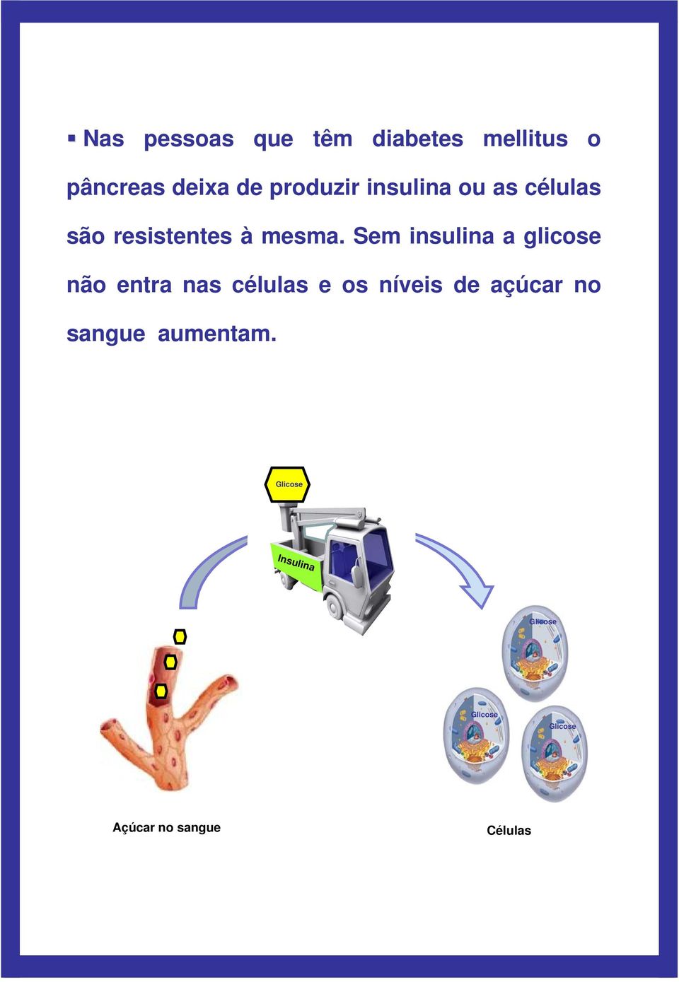 Sem insulina a glicose não entra nas células e os níveis de açúcar