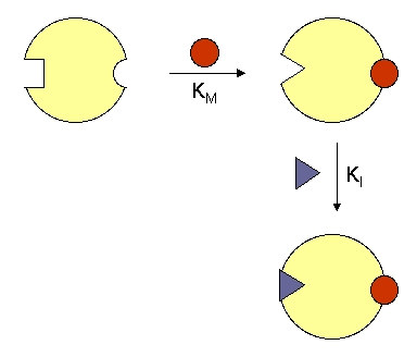 Cinética de Reações Enzimáticas Eficiência catalítica EC = K cat K M Em condições fisiológicas, [S] < K M EC é um indicador da eficiência catalítica de uma enzima O limite superior do valor de