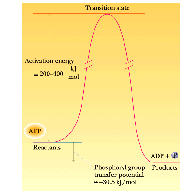 As energias de ativação para as reações de transferência de grupo