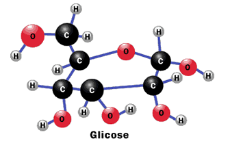 Produção de ATP A quebra da molécula de glicose produz