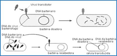 INCLUSÃO DE DNA