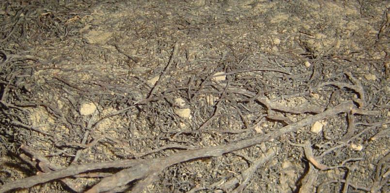 Padrão de distribuição da água no solo na irrigação por gotejamento: bulbos isolados, faixa molhada contínua: espaçamento da cultura x manejo da