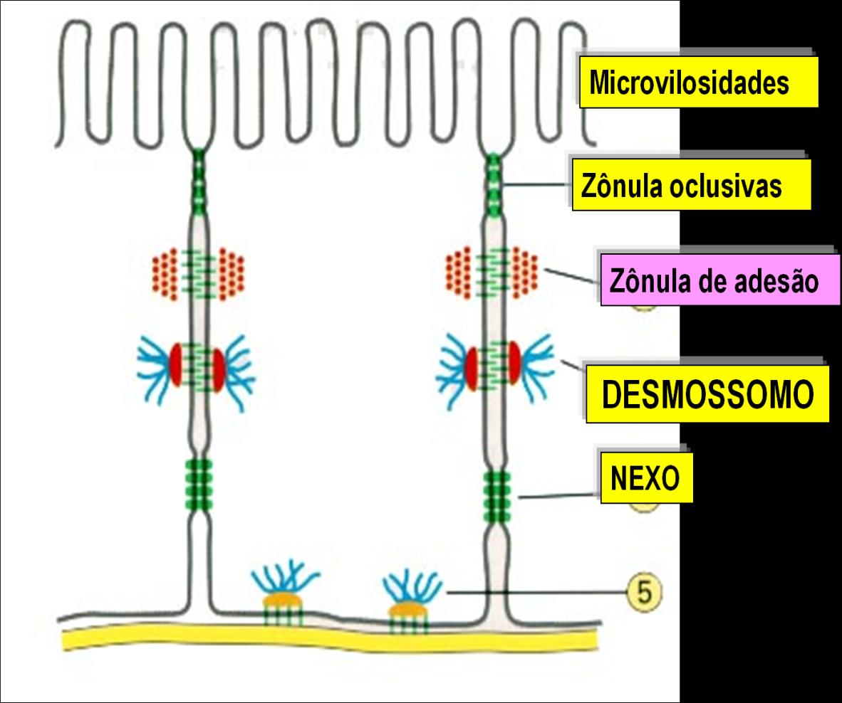 ZÔNULA DE ADESÃO OU JUNÇÃO ADERENTE Forma um cinturão contínuo ao redor das células de certos tecidos, como o tecido