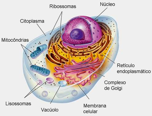 EUCARIONTE Célula Procarionte: sem