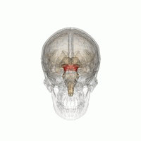 Visão Geral da anatomia e fisiologia Bolbo raquidiano: Liga o encéfalo a medula; Ponte: Está entre o mesencéfalo e o bulbo; Mesencéfalo: Logo à baixo dos encéfalos; Cerebelo: Situado na região