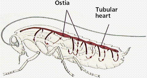 Sistemas Circulatórios Abertos: Sangue (hemolinfa) Coração bombeia para vasos que