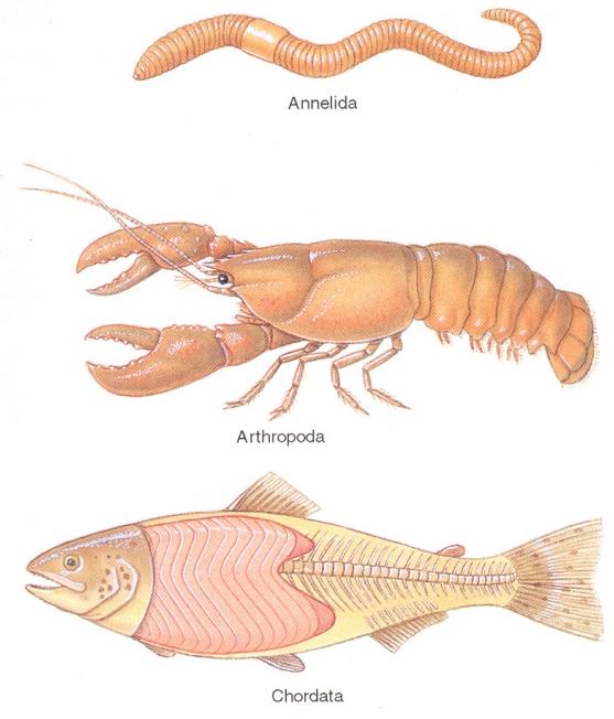 REFERÊNCIAS REGIONAIS E DIRECIONAIS Anterior: referente à extremidade da parte dianteira ou da cabeça; cefálico; cranial; Posterior: referente à extremidade da cauda ou traseira;