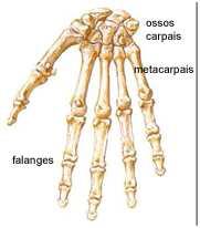 REFERÊNCIAS REGIONAIS E DIRECIONAIS Medial: no (ou perto do) meio de um corpo ou de um órgão, em contraste com lateral; Proximal: no ou perto do ponto de inserção.