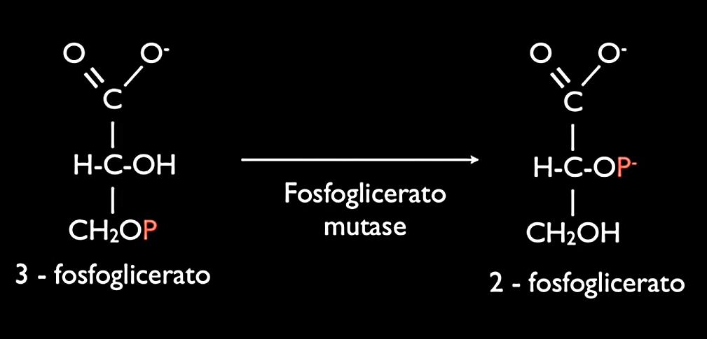 8 Conversão do 3-fosfoglicerato em 2-fosfoglicerato Muda o P de posição Por que muda o P de