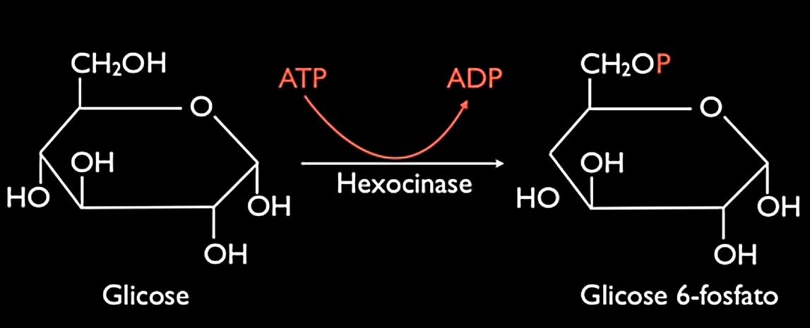 1 Conversão da glicose em glicose-6-fosfato 1 ATP Transferência do fosfato do ATP para a glicose Por que esse ATP é gasto?