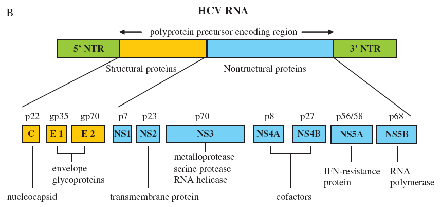 Genoma do HCV e