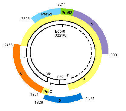 ORGANIZAÇÃO GENÔMICA DO HBV HBsAg DNA de fita parcialmente dupla ( 3.