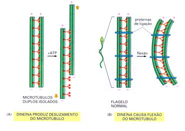 Movimento da dineína causa flexão dos