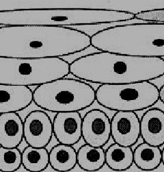 Diferenciação celular Tecido epitelial O processo de diferenciação ou maturação celular é um