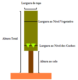 III. Material e métodos 4.2. Dimensões do coberto vegetal (SFE) A medição do coberto vegetal tem como objectivo principal a determinação da superfície foliar exposta (Carbonneau, 1981).