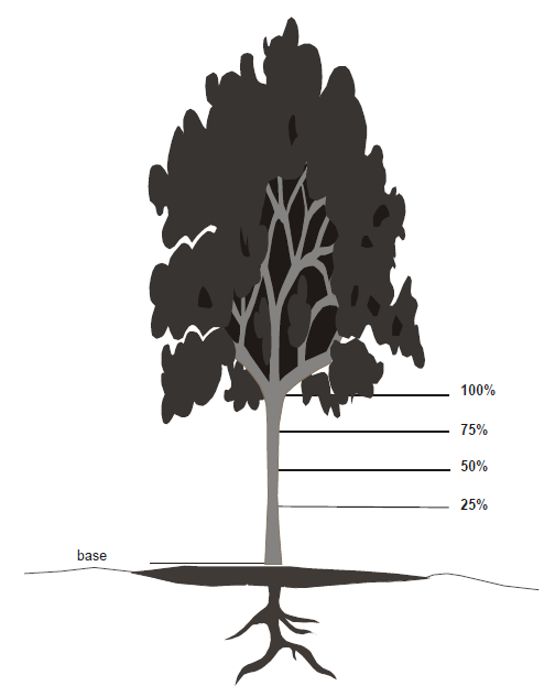 24 Figura 3. Posição de coletas nos discos das árvores. Fonte: ROCHA (2004) Nos discos coletados foram efetuadas as medições dos diâmetros com casca e sem casca.