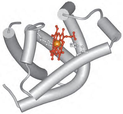 O transporte de O 2 é realizado por proteínas solúveis em água: Hemoglobina - proteína que
