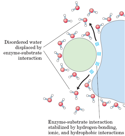 AÇÃO DA ÁGUA NA CATÁLISE ENZIMÁTICA Quando separados, o enzima e o substrato forçam as moléculas de água a fazerem uma espécie de cobertura à volta dos dois.