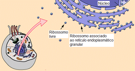 Ribossomos associados ao retículo São encontrados associados à membrana exterior do retículo endoplasmático (RE) constituindo o RE rugoso Ocorre em maior número que os ribossomos livre, em células